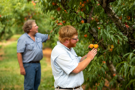 Huff and Henry Chiles examining peaches in the orchard