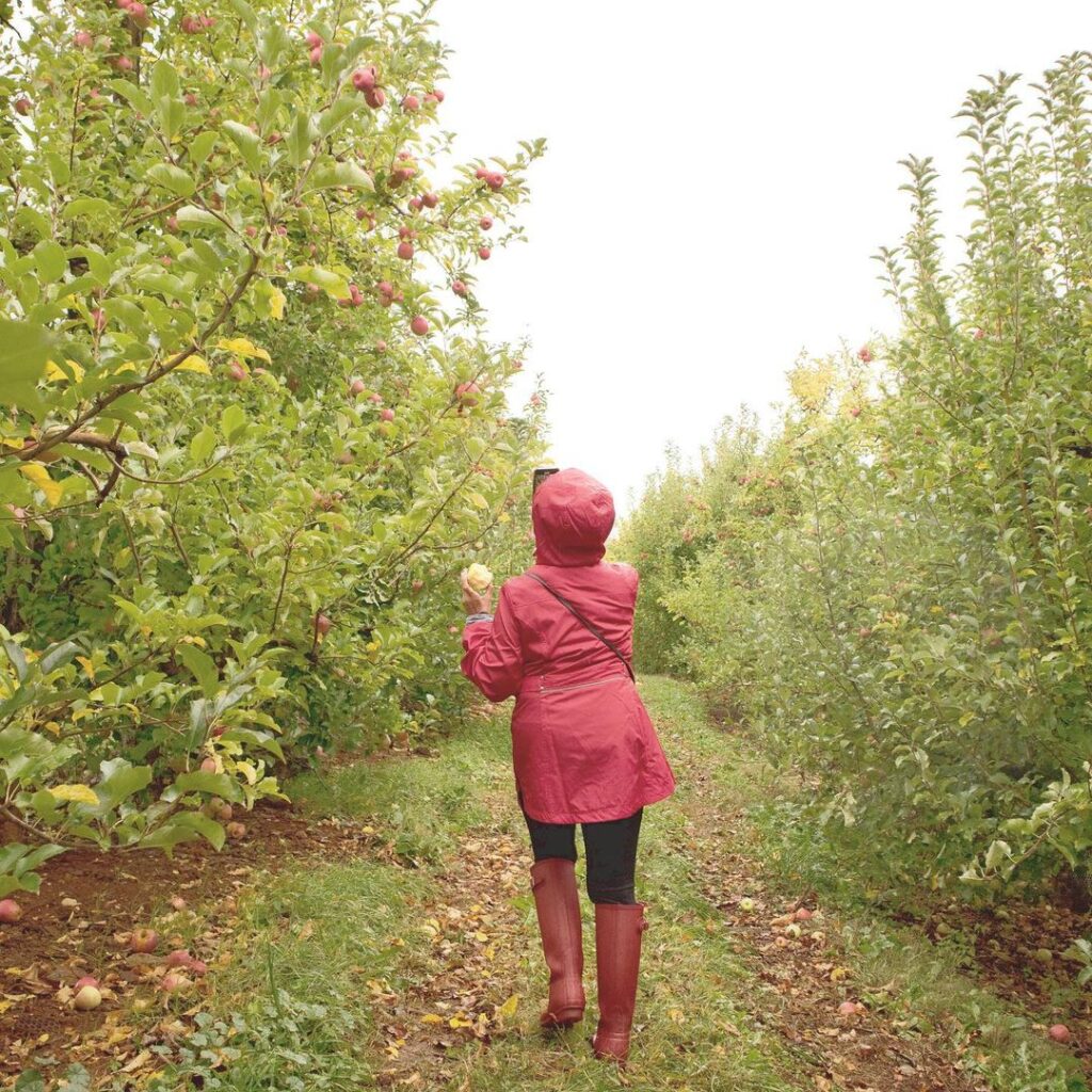 A woman in a rain jacket and boots picking apples.