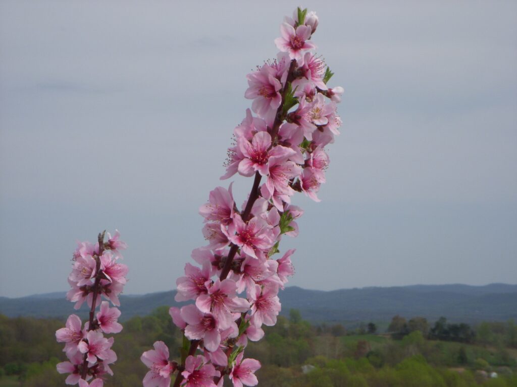 cherry blossom closeup