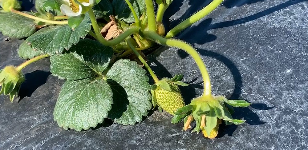 Young strawberry plant