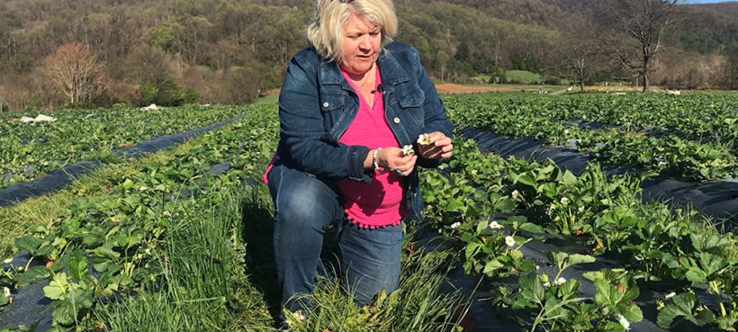 Cynthia Chiles looking at strawberry blooms and plants in field