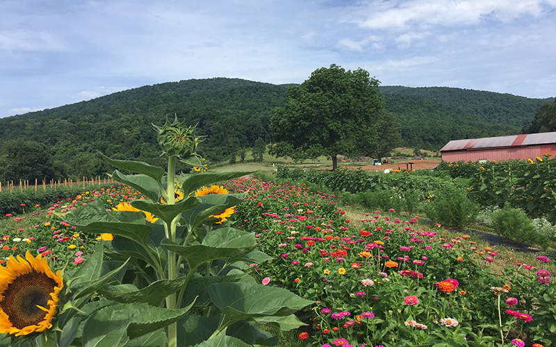 Pick-your-own flowers at Chiles Peach Orchard