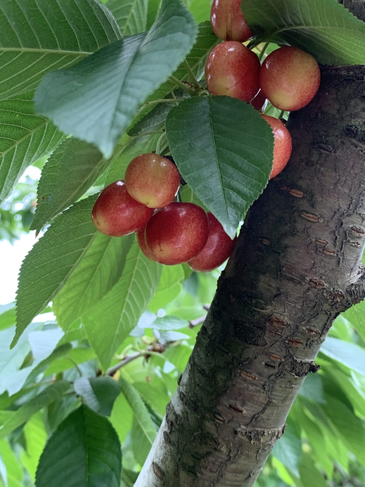 Cherries in tree