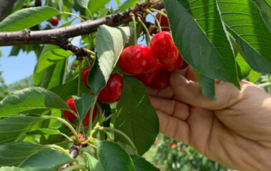 Pick your own sweet cherries at Spring Valley Orchard
