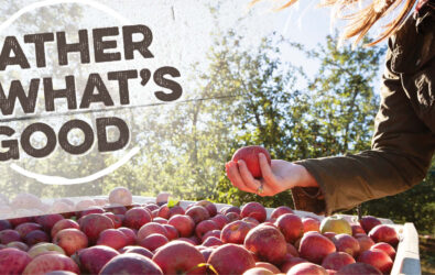 Gather what's good at Chiles Peach Orchard: fresh apples!