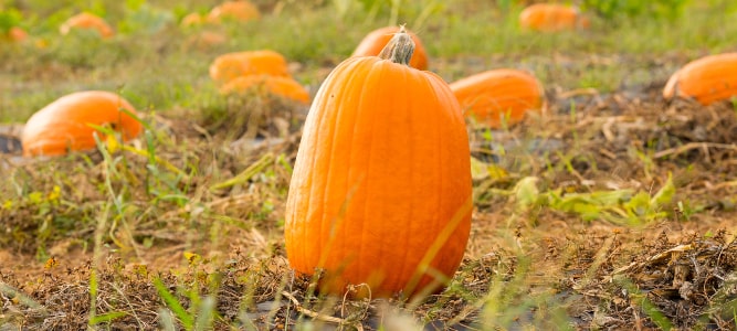 Pick your own pumpkin patch at Chiles Peach Orchard