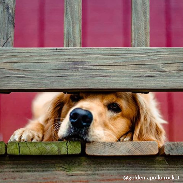 Source: @golden.apollo.rocket, Instagram | Golden retriever dog at Carter Mountain Orchard