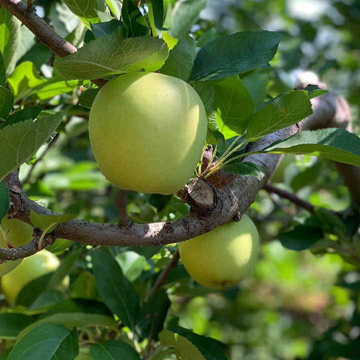 Apple on a tree at a Virginia orchard