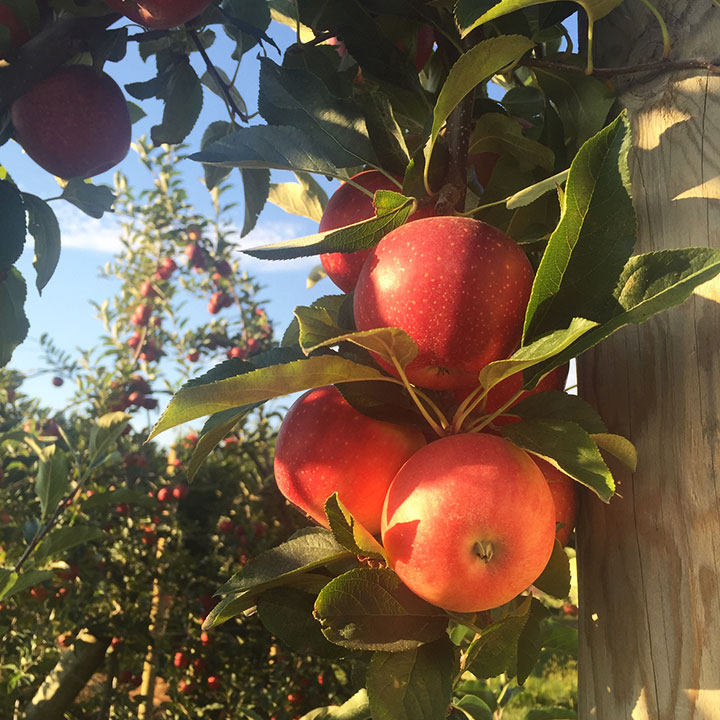 Gala apples on tree at Chiles Family Orchards farm