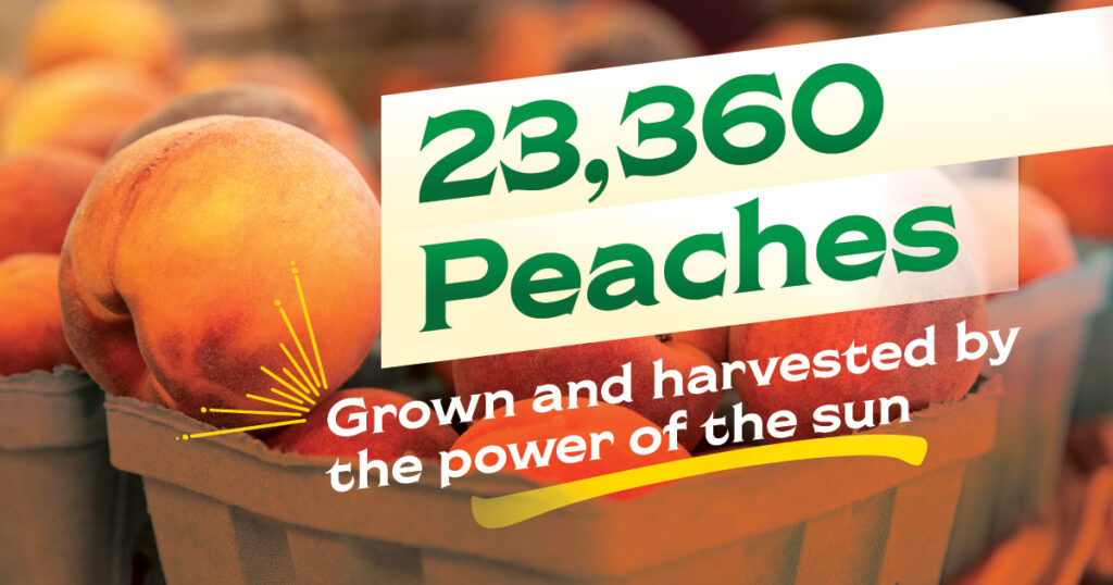 Learn About Peaches  Chiles Family Orchards