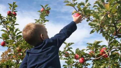 Boy picking apples