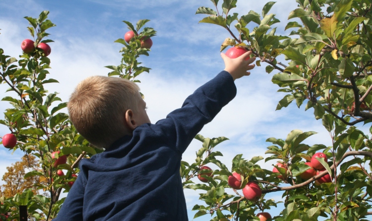 Boy picking apples