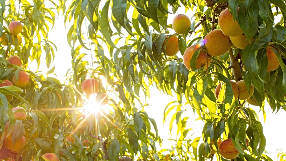 Sun shining through branches full of peaches