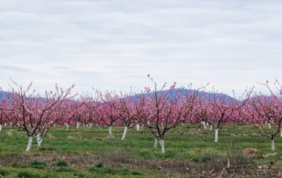 Peach trees in blossom in Crozet, Virginia