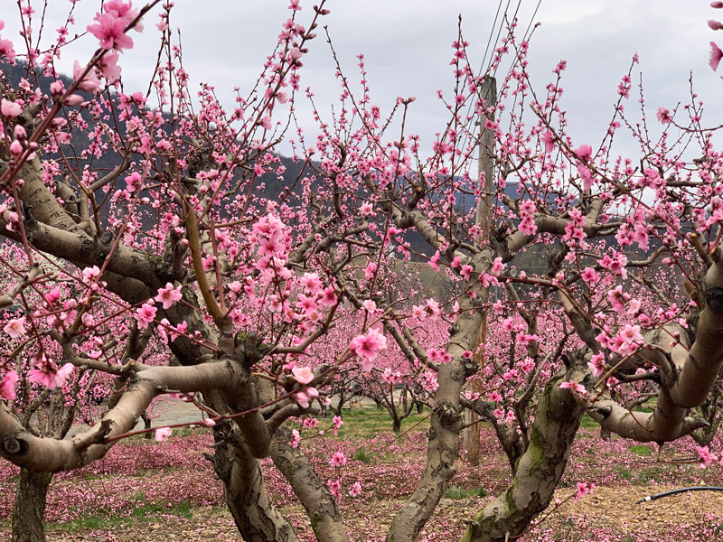 Peach trees in blossom at Chiles Peach Orchard