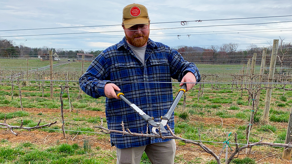 Farmer Henry Chiles pruning grapevines