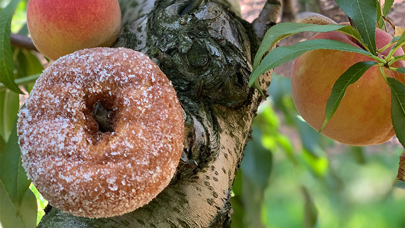 Cider donut on a peach tree