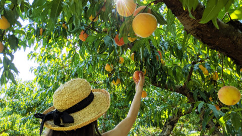 Pick your own peaches