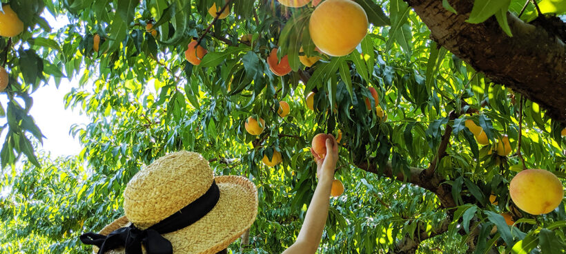 Pick your own peaches