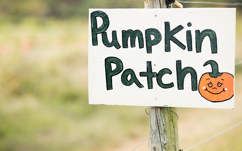 Pumpkin patch at Chiles Peach Orchard