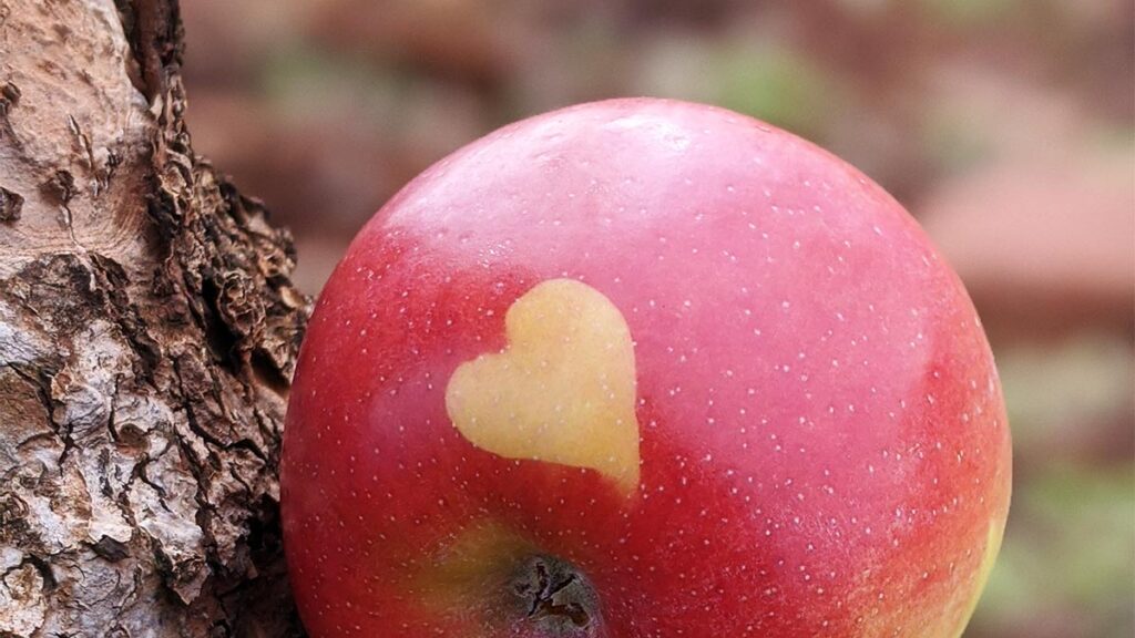 Pink lady apple with natural heart on skin
