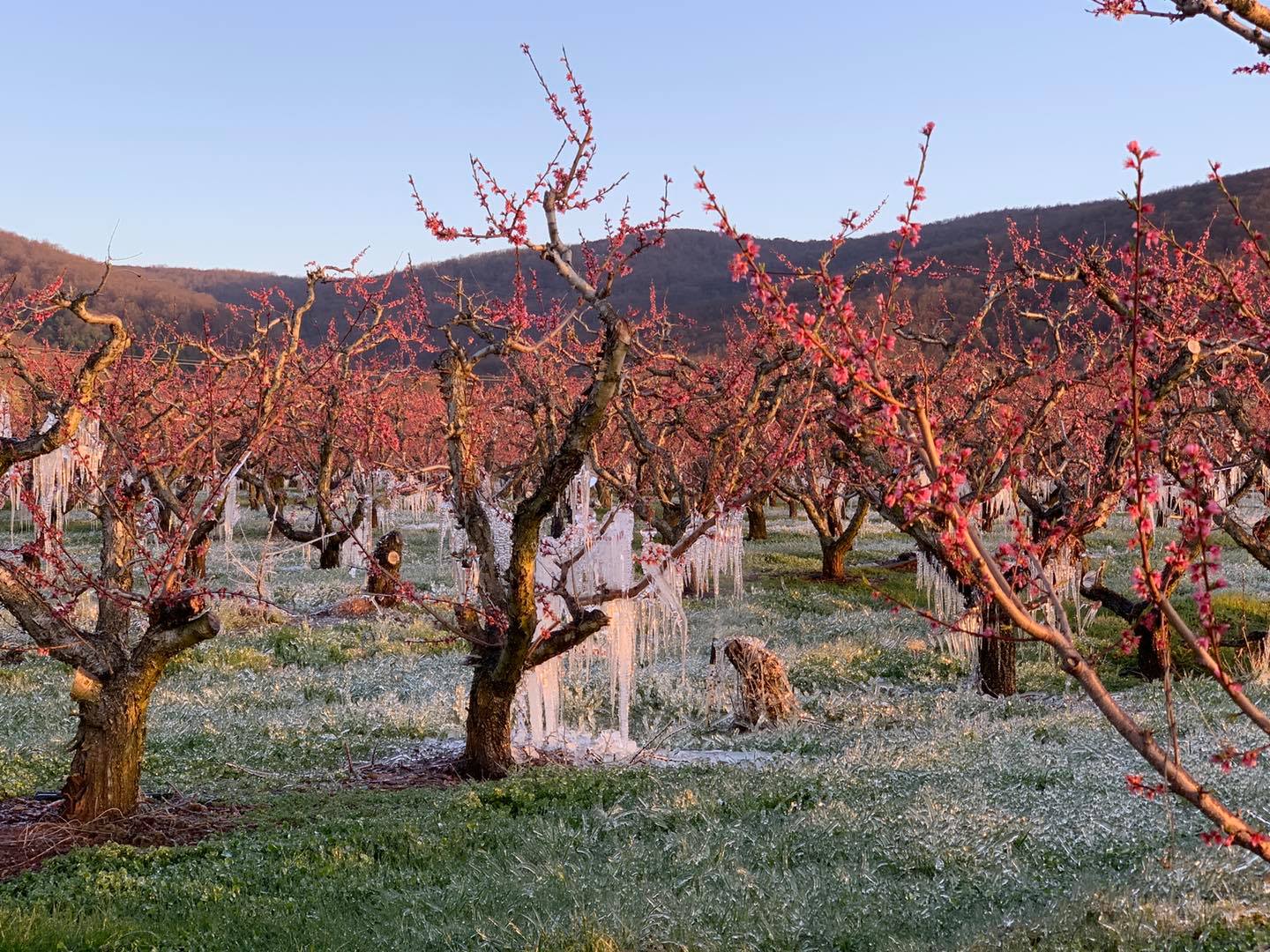 Icicles on peach trees in Crozet