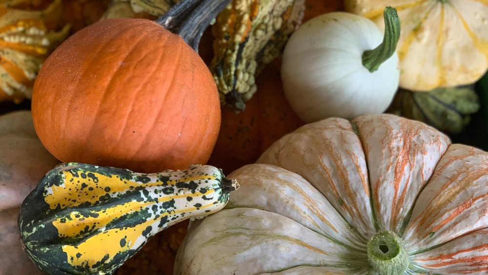 Variety of colorful gourds and pumpkins