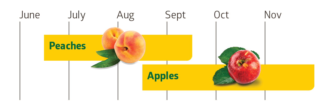 Fruit and Vegetable Guide Series: Peaches