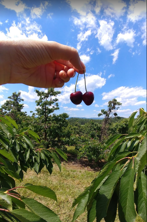 Cherries with stems in front of the Blue Ridge Mountains at Spring Valley Orchard