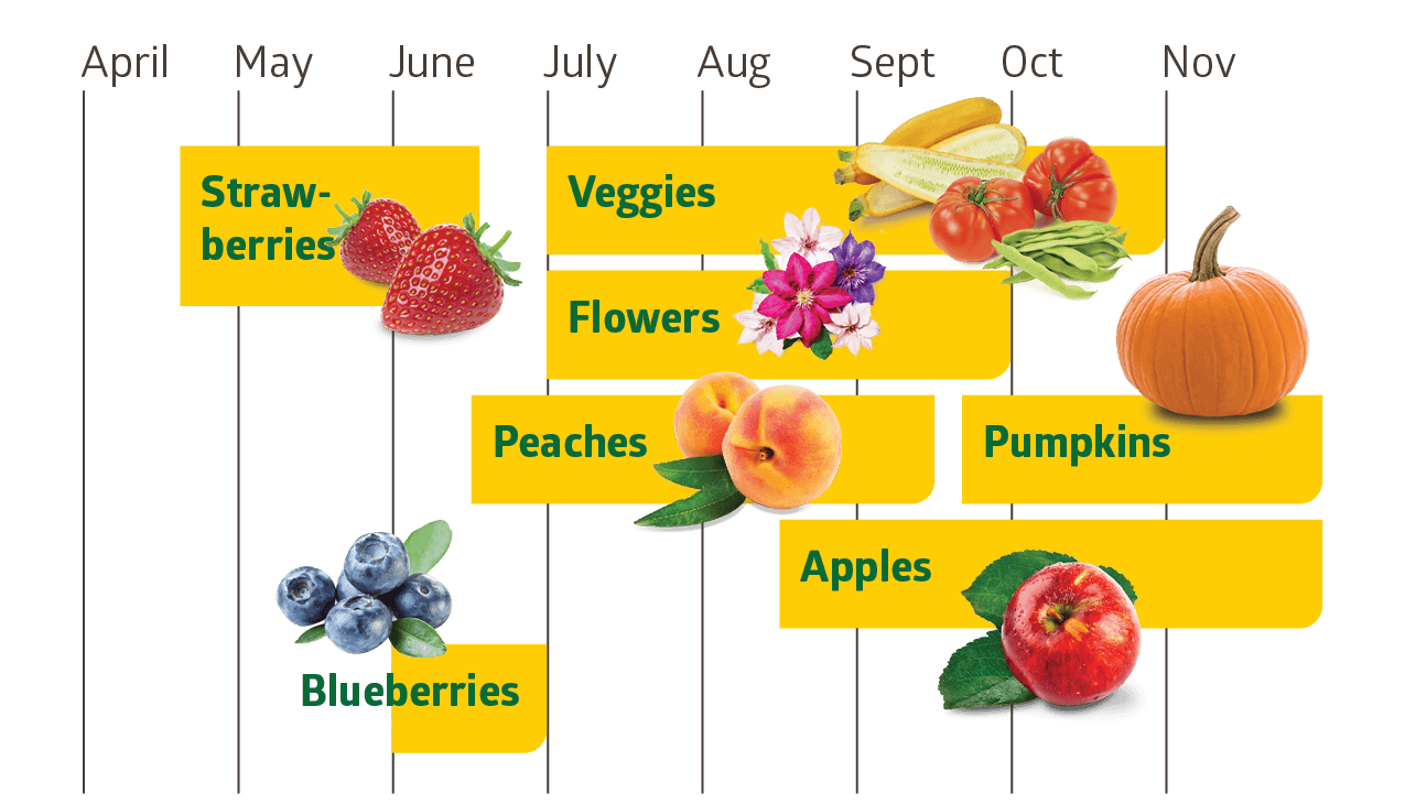 Fruit and Vegetable Guide Series: Peaches