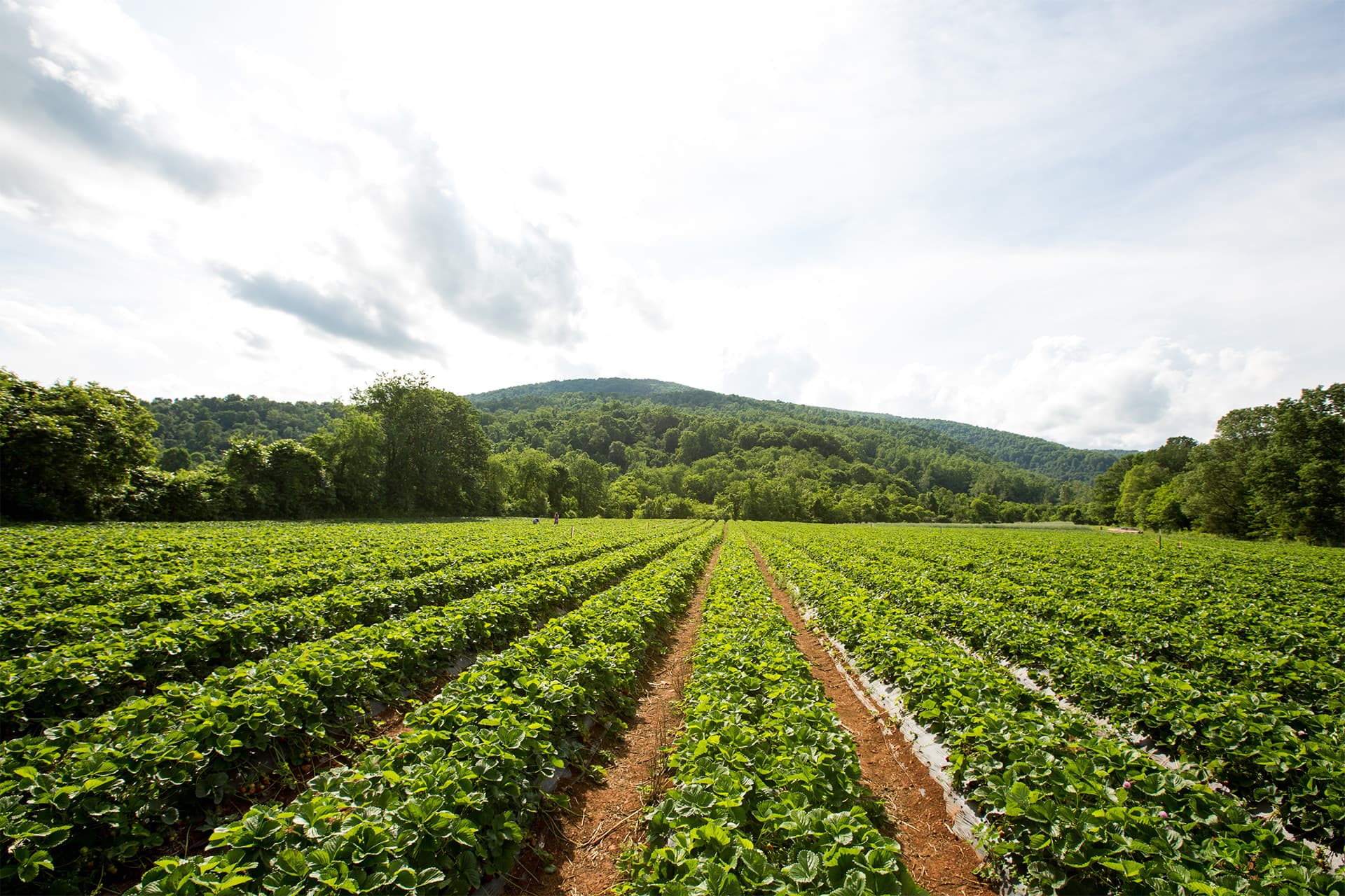 Chiles Peach Orchard and Farm Market photo 2