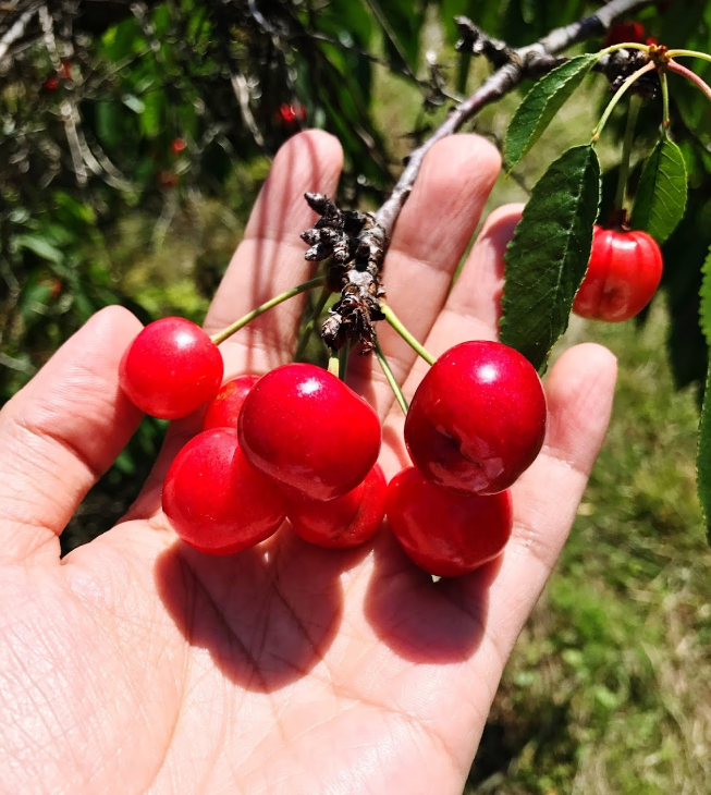 Hand holding fresh cherries at Spring Valley Orchard