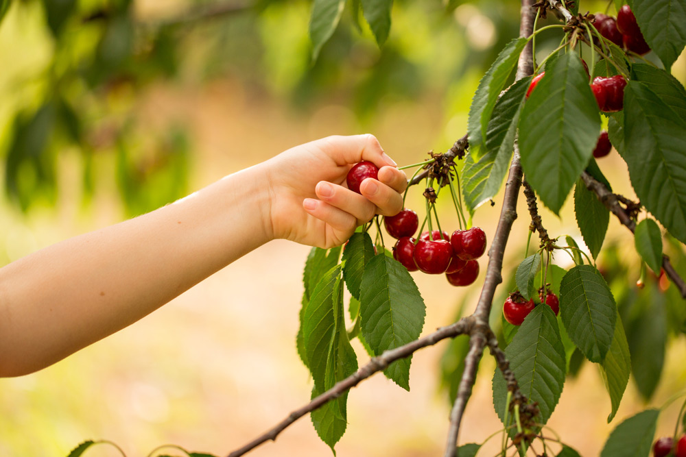 Cherry picking at Spring Valley Orchard