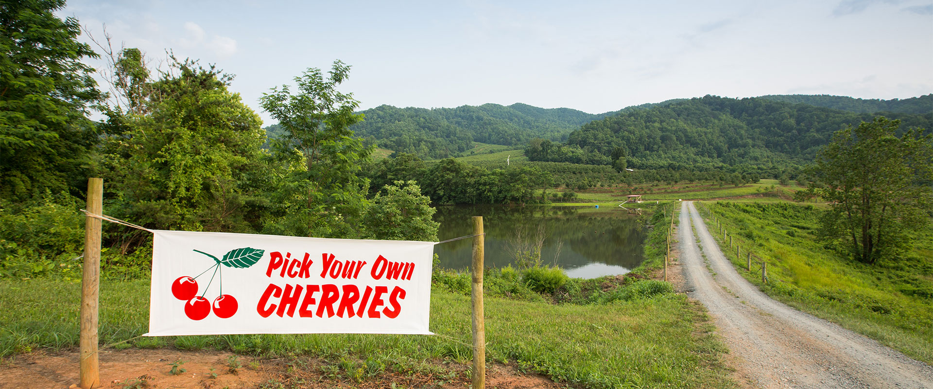 Pick your own cherries in Virginia
