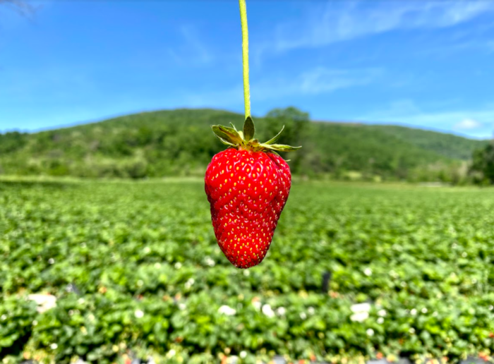 PickYourOwn Fruit at Chiles Peach Orchard in Crozet, Virginia