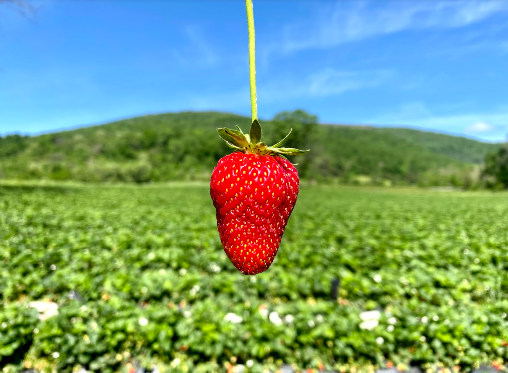 Strawberry and stem in front of mountains at Chiles Peach Orchard