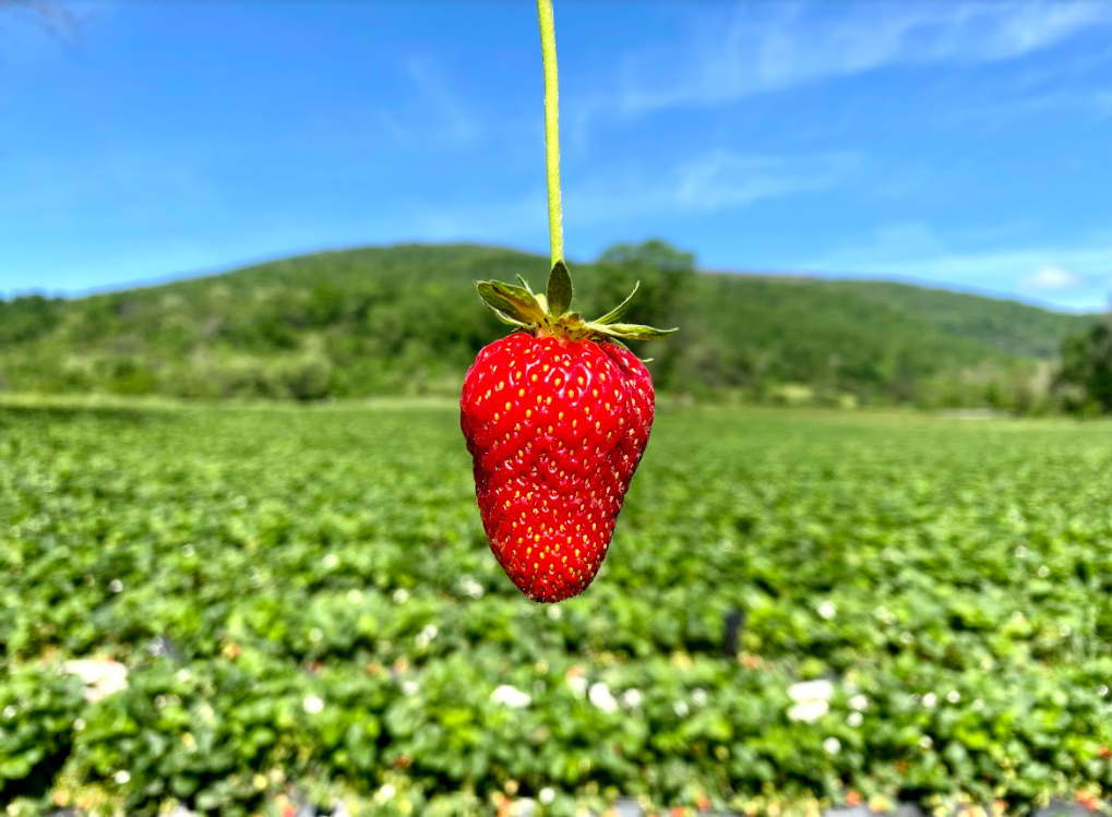 Why You Should Buy Farm Fresh Strawberries