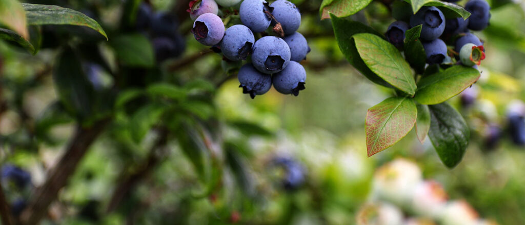 Unsplash photo of blueberries on a bush