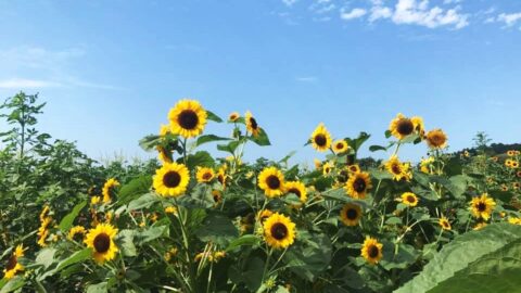 sunflowers