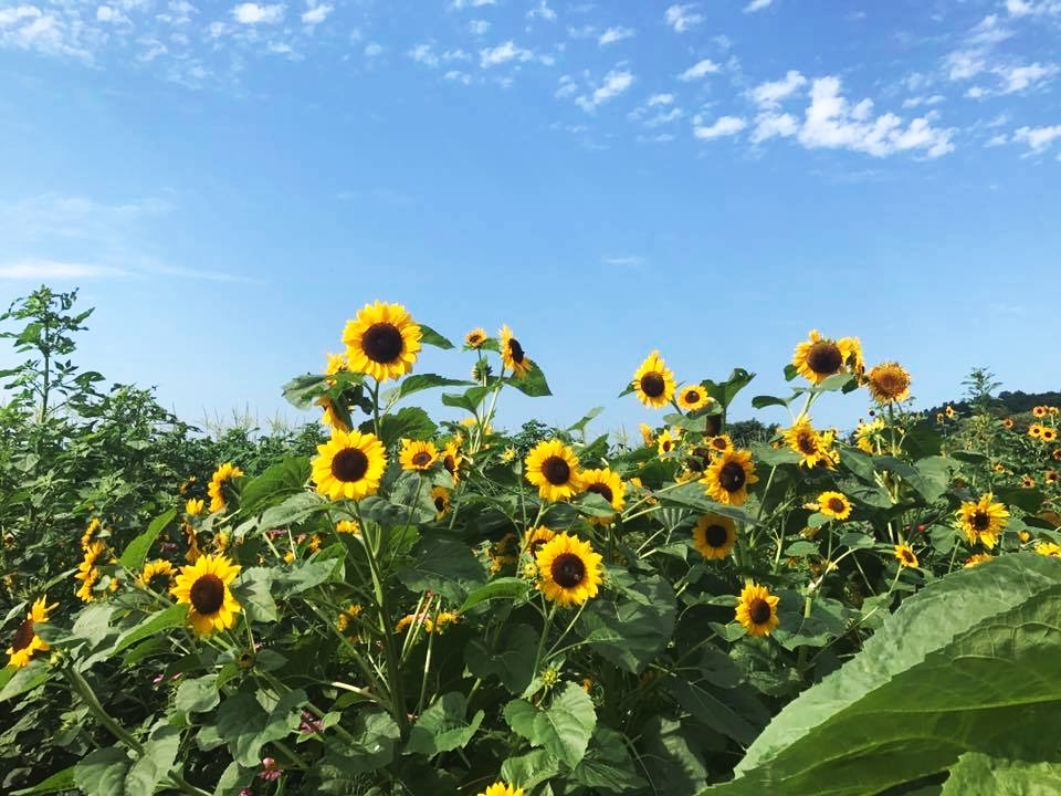 Sunflowers in the field at Chiles Peach Orchard