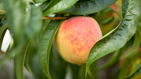 Ripening peach on the tree