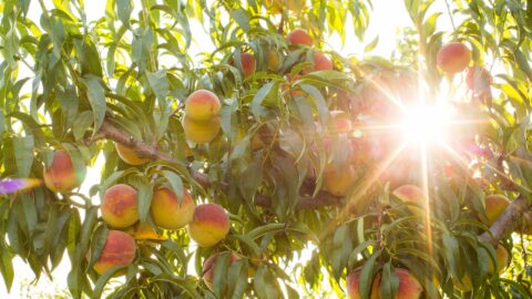 Chiles Peach Orchard in Crozet, VA | Chiles Family Orchards