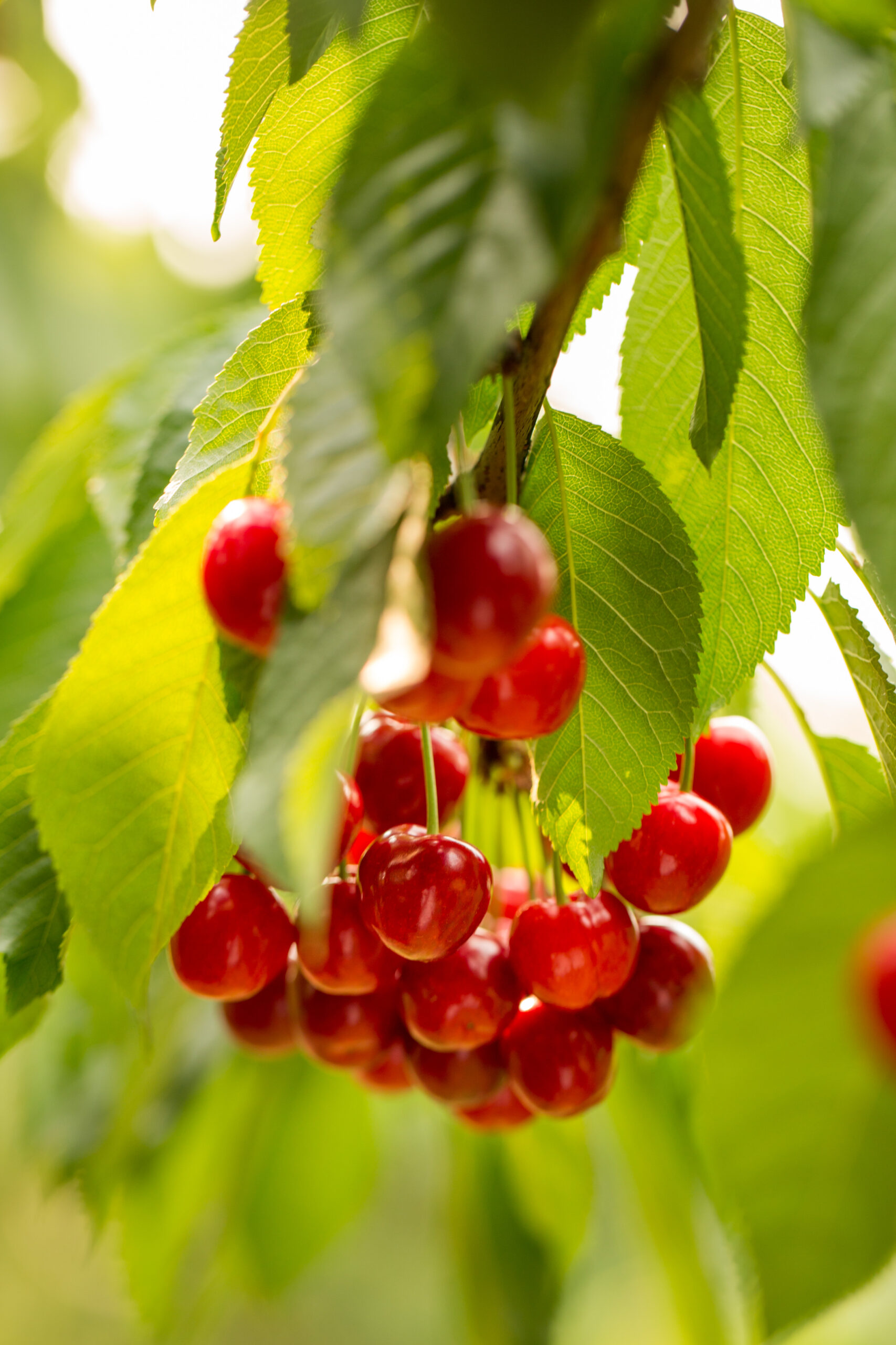 cherries on a tree