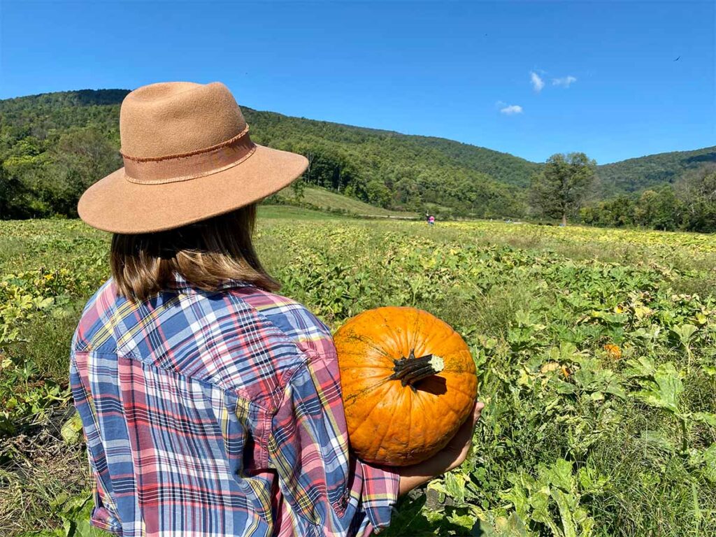 Pick your own pumpkins at Chiles Peach Orchard