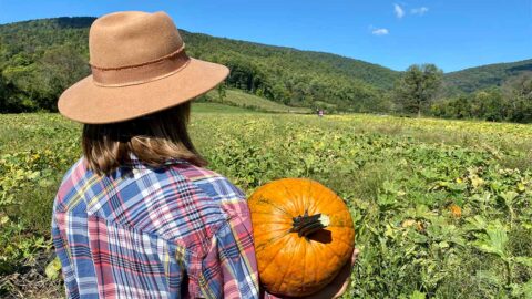 Pick your own pumpkins at Chiles Peach Orchard