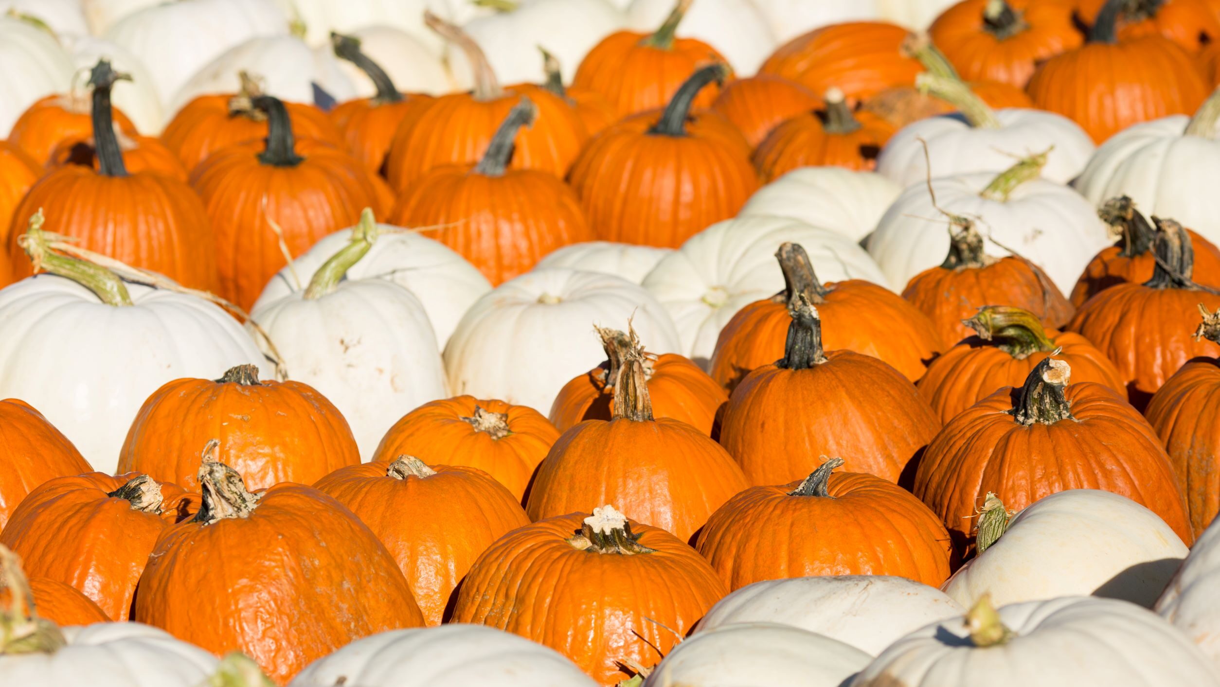 Pumpkin patch with orange and white pumpkins