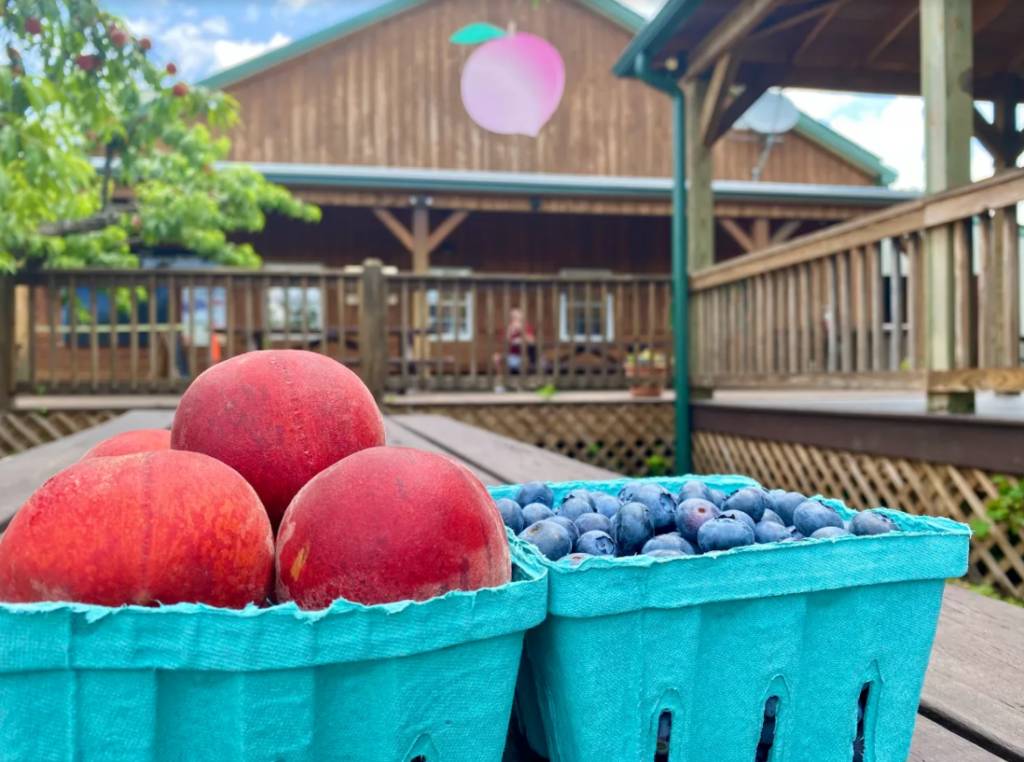 peaches and blueberries at chiles peach orchard