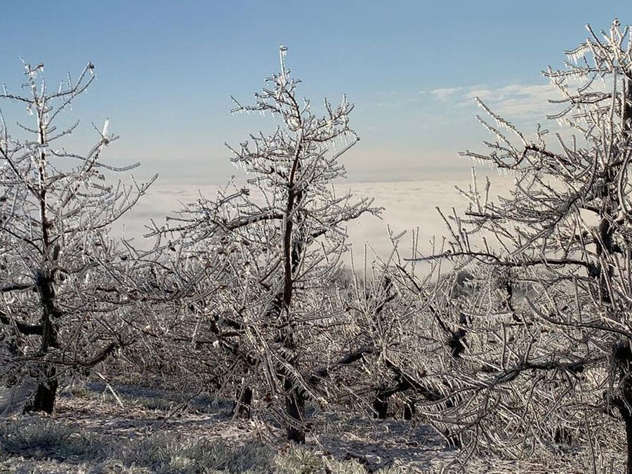 Frozen trees at Carter Mountain Orchard during winter