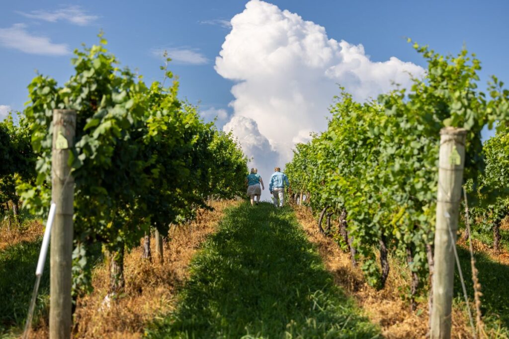 Chiles family walking through Carter Mountain vineyards