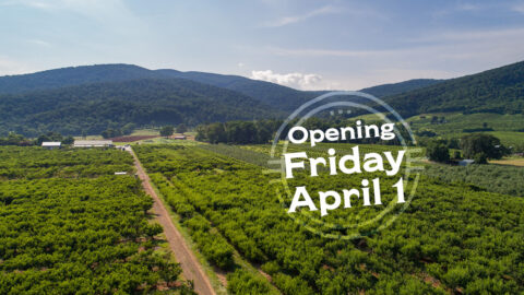 Chiles Peach Orchard opens for the season on April 1, 2022